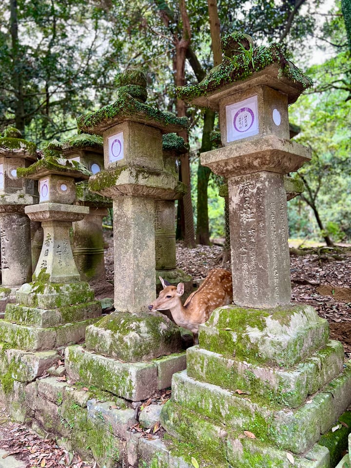 Kyoto - Nara - Shirahama